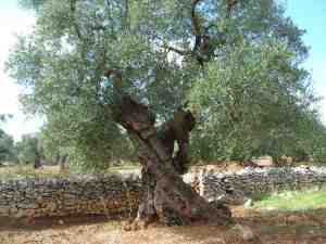 albero