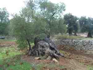 albero