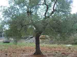 albero