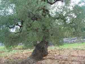 albero
