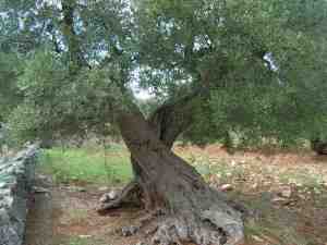 albero