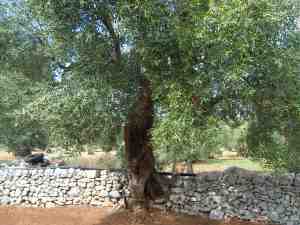 albero