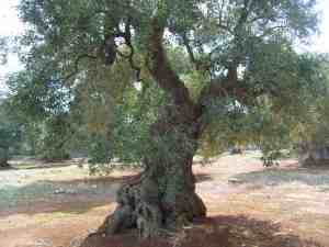 albero