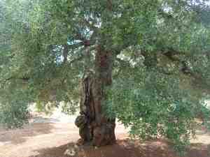 albero