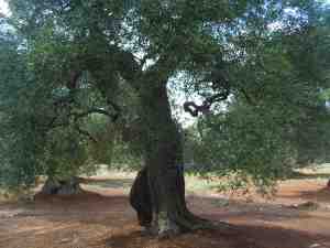 albero