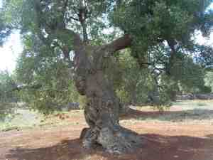 albero