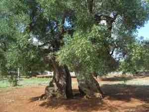 albero