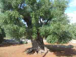 albero