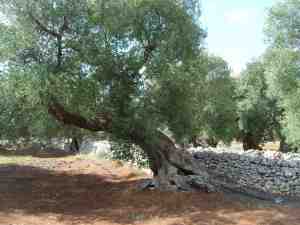 albero