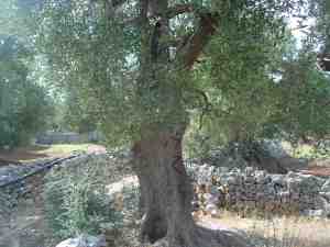 albero