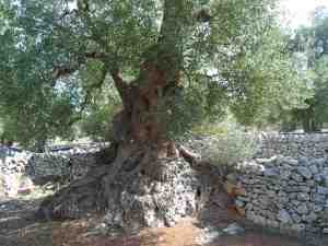 albero
