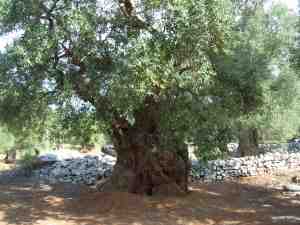 albero