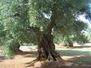 albero