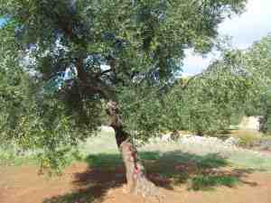 albero