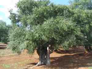 albero