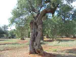 albero