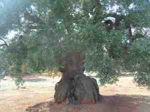 albero