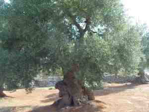 albero