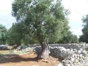 albero
