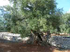 albero
