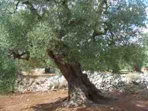 albero