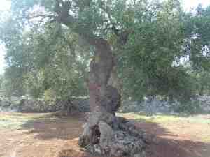 albero