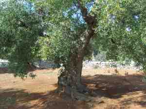 albero