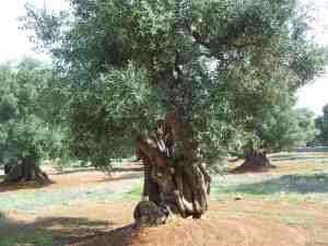 albero