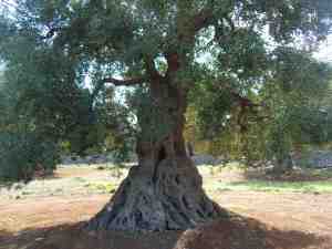 albero