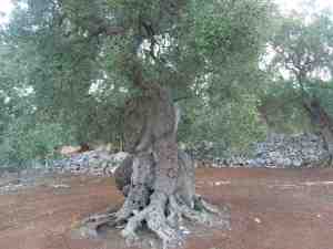 albero