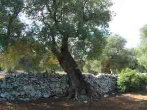 albero
