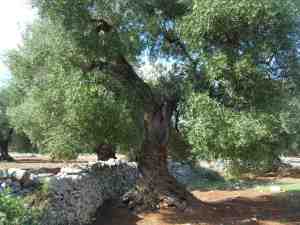 albero