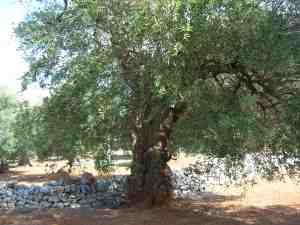 albero