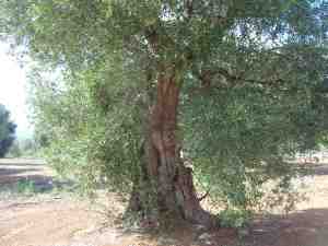 albero
