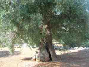 albero