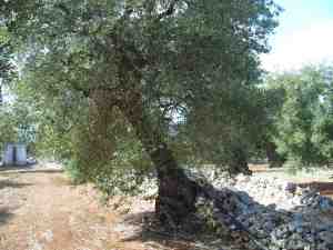 albero