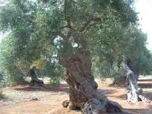 albero