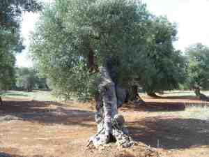 albero
