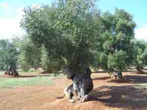 albero
