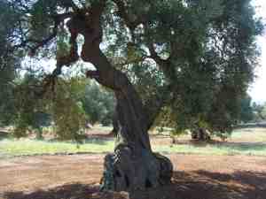 albero