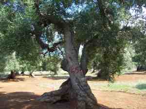 albero