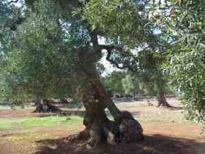 albero
