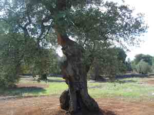 albero