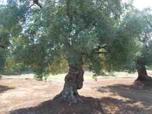 albero
