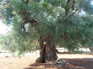 albero