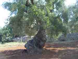 albero