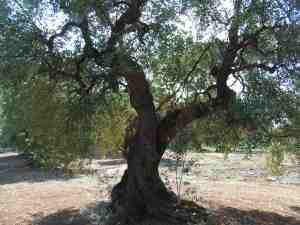 albero
