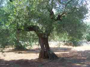 albero