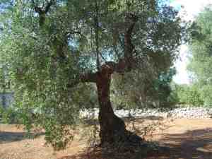 albero