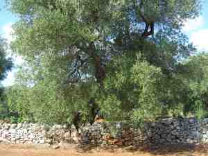 albero